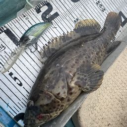 チャイロマルハタ