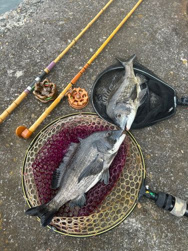 チヌの釣果