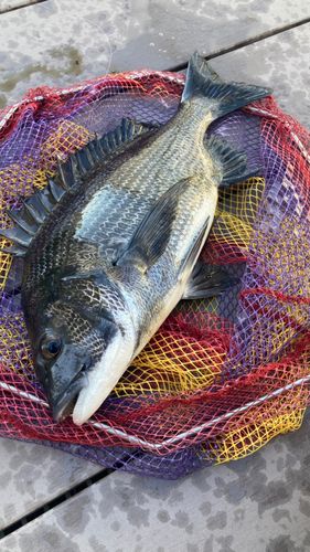 クロダイの釣果