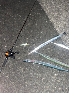 テンジクダツの釣果