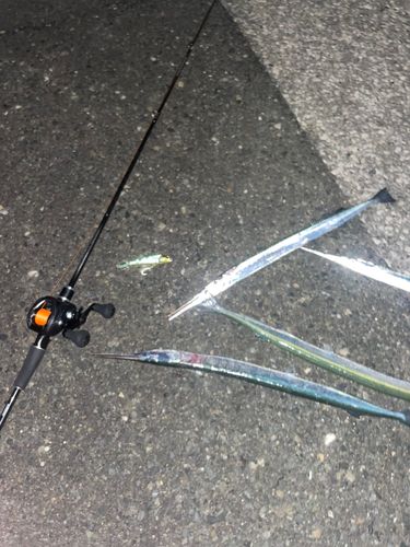 テンジクダツの釣果