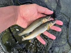 アユの釣果