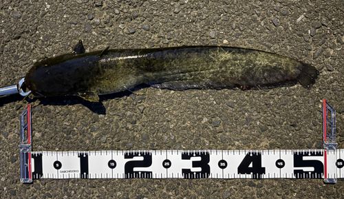 ナマズの釣果