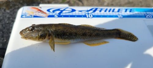 マハゼの釣果