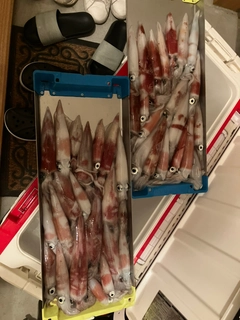 ケンサキイカの釣果