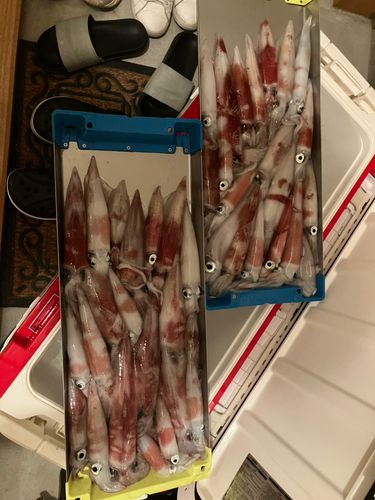 ケンサキイカの釣果