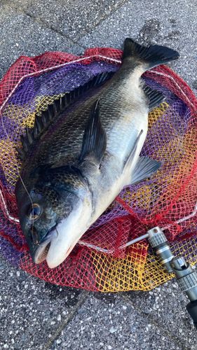 クロダイの釣果