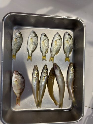 キスの釣果