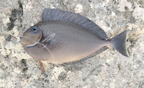 ヒメテングハギの釣果