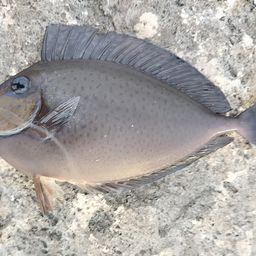 ヒメテングハギ