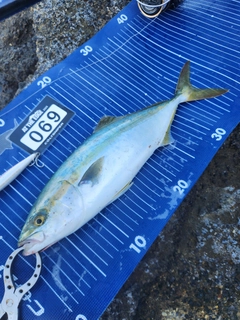 ワカシの釣果