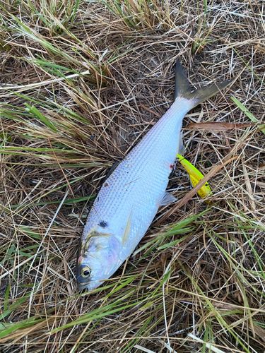 コノシロの釣果