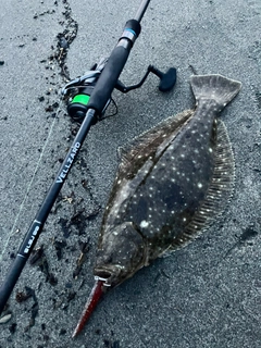 ヒラメの釣果