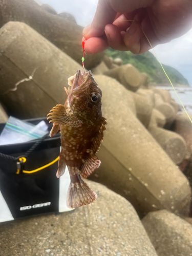 アラカブの釣果