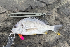 キビレの釣果