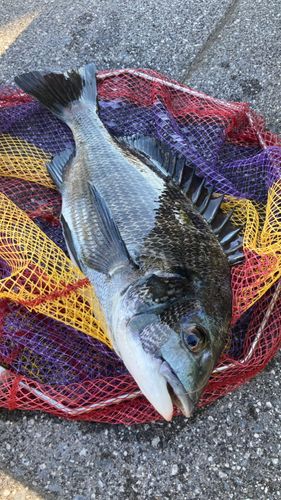 クロダイの釣果