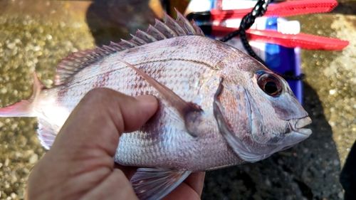 マダイの釣果