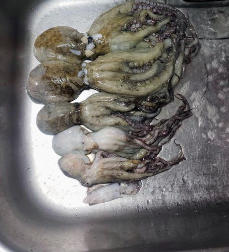 タコの釣果