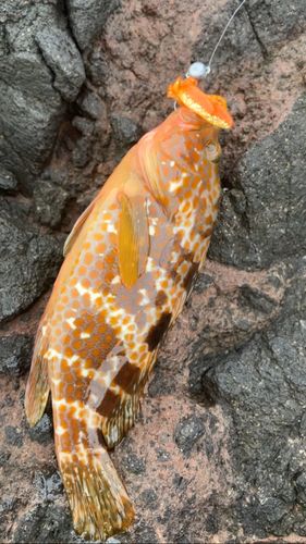 キジハタの釣果