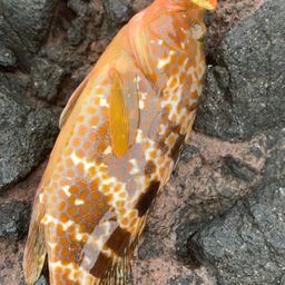 キジハタ