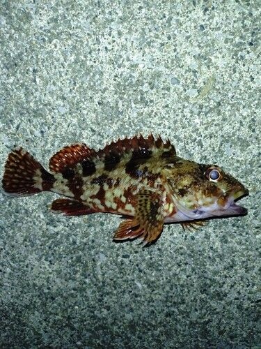 カサゴの釣果