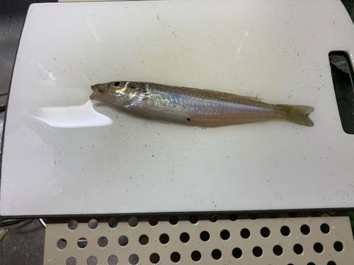 シロギスの釣果