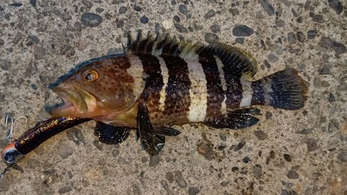 アオハタの釣果