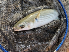 ボラの釣果