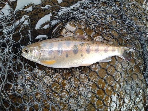 ヤマメの釣果