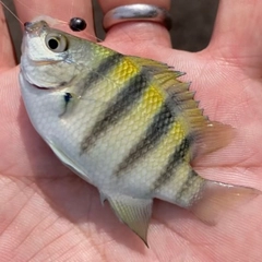 オヤビッチャの釣果