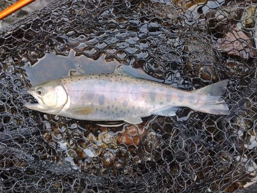 ヤマメの釣果