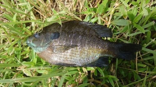 ブルーギルの釣果