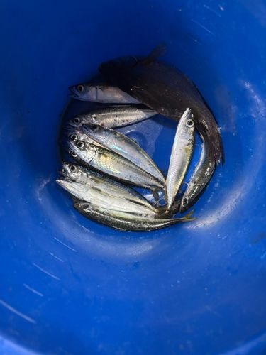 マサバの釣果