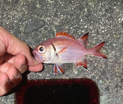 アカマツカサの釣果