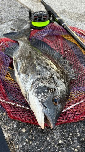 クロダイの釣果