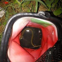 ウナギ