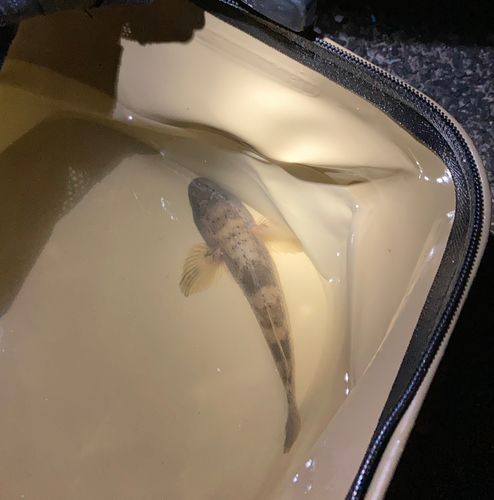 ウロハゼの釣果