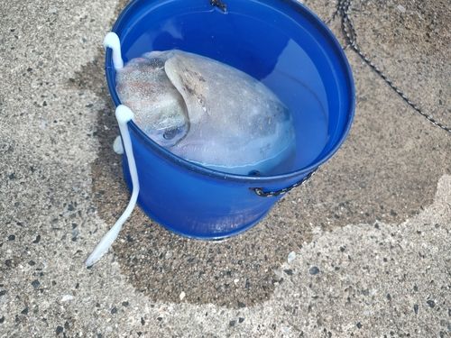 モンゴウイカの釣果