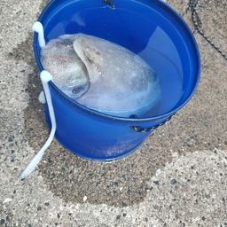 モンゴウイカ