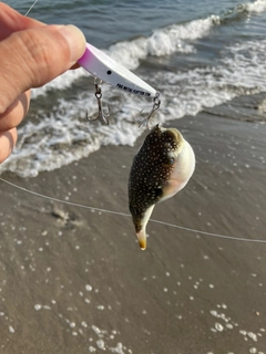 フグの釣果