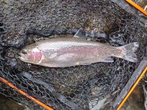 ニジマスの釣果