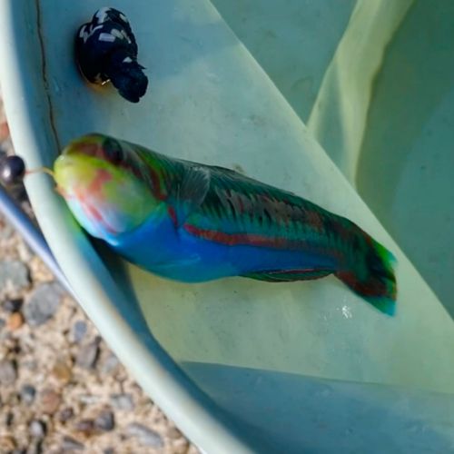 ニシキベラの釣果