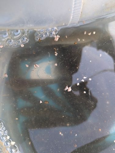 ハゼの釣果
