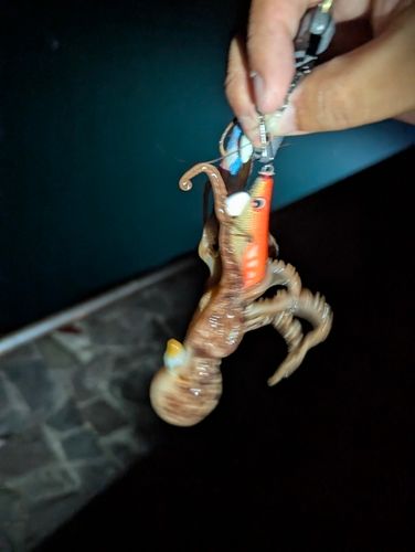 タコの釣果