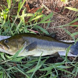 ラージマウスバス