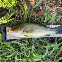 ラージマウスバス