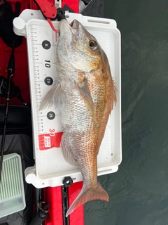 タイの釣果