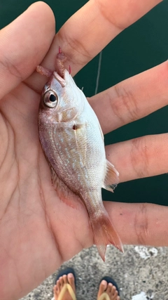 マダイの釣果