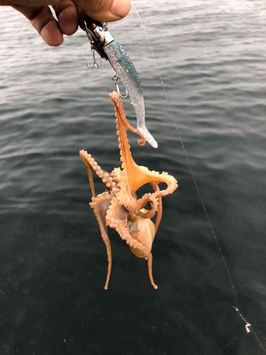 タコの釣果