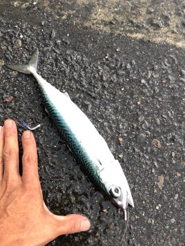 サバの釣果